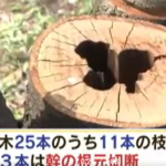 桜の木切断、犯人の顔画像は？大阪 奈良で100本以上!転売目的か！