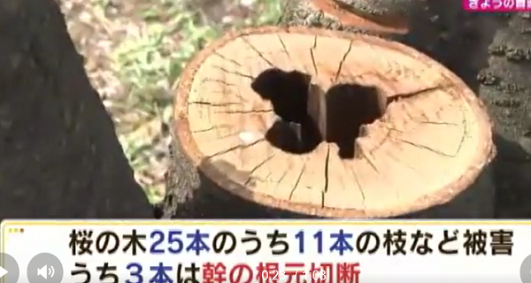 桜の木切断、犯人の顔画像は？大阪 奈良で100本以上!転売目的か！